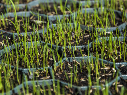 Zelená plastová zatravňovací dlažba STELLA GREEN - délka 50 cm, šířka 50 cm a výška 5 cm